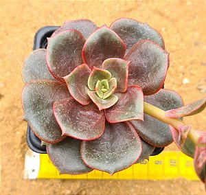 Echeveria zesta