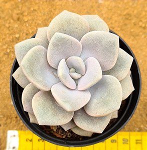 Graptoveria Margaret rose