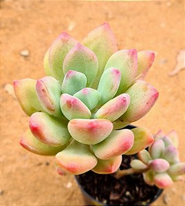 Pachyveria dr. Cornelius