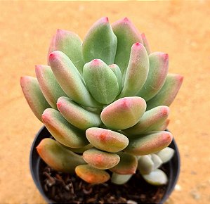 Pachyveria dr. Cornelius