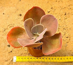 Echeveria joy giants