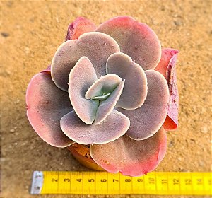 Echeveria joy giants