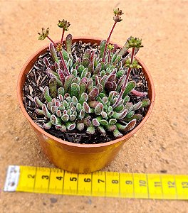 Crassula pubescens
