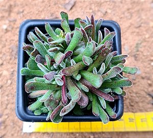 Crassula pubescens
