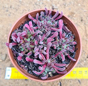 Crassula pubescens