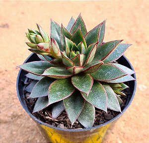 Echeveria love rain