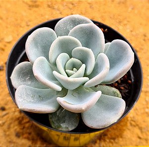 Pachyveria orpet