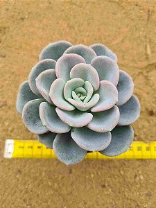 Pachyveria orpet