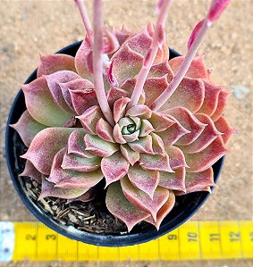 Echeveria mohican