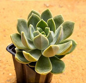 Cremnosedum pen ar ru (peñaru)