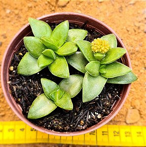 Crassula springtime
