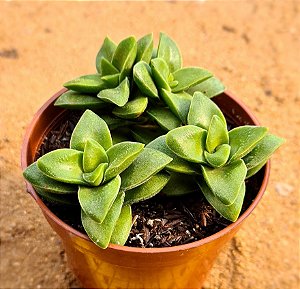 Crassula springtime