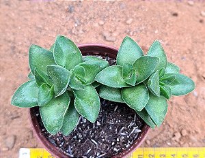 Crassula springtime