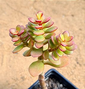 Crassula ovata minor jade