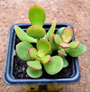 Crassula ovata minor jade