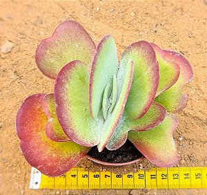 Kalanchoe thyrsiflora - Suculenta "orelha-de-elefante"
