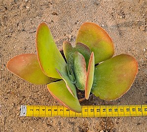 Kalanchoe thyrsiflora - Suculenta "orelha-de-elefante"
