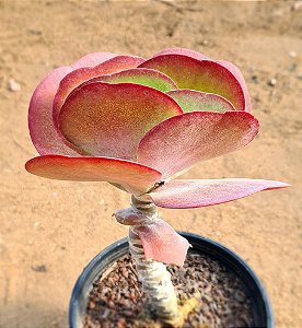 Kalanchoe thyrsiflora