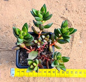 Crassula benjamin