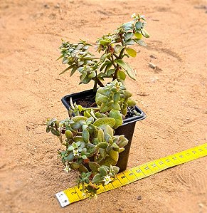Crassula volkensii