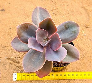 Echeveria Decora - não variegata