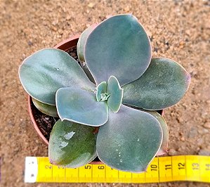 Echeveria Decora - não variegata