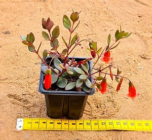 Kalanchoe manginni
