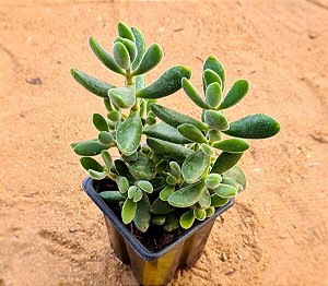 Crassula Rogersii
