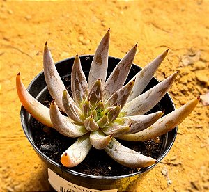 Echeveria unguiculata