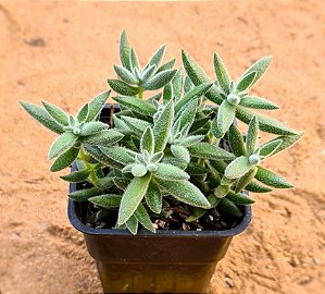 Crassula mesembryanthemoides