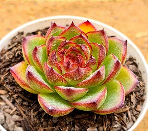 Echeveria moonstone