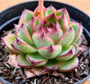 Echeveria moonstone