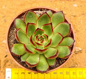 Echeveria puli lindsayana