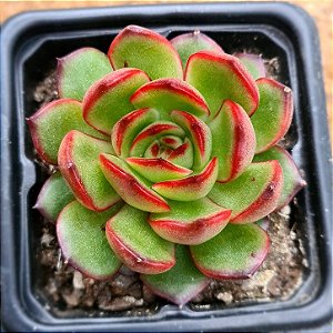 Echeveria puli lindsayana