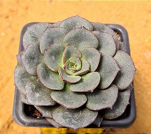 Echeveria moranii