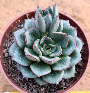 Echeveria moranii