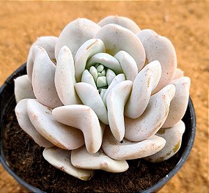 Echeveria exótica