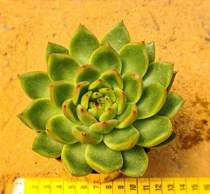 Echeveria agavoides water lily
