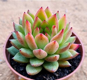 Echeveria agavoides water lily