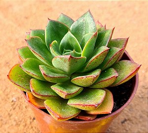 Echeveria seiten botan
