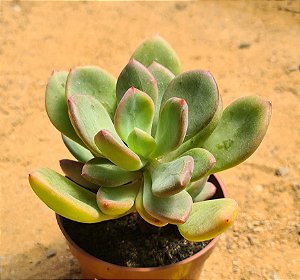 Graptoveria cv rezry