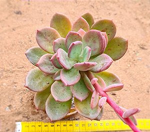 Graptoveria cv rezry