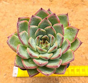 Echeveria fire pila