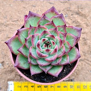 Echeveria fire pila