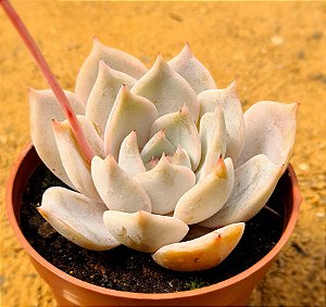 Echeveria lia