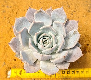 Echeveria lia