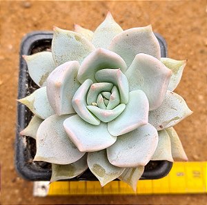Echeveria lia