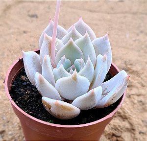 Echeveria lia