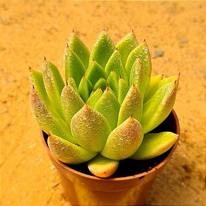 Echeveria agavoides Estrela