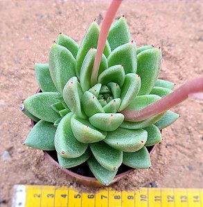 Echeveria agavoides Estrela